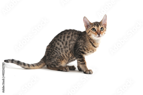Purebred smooth-haired kitten on a white background © Евгений Порохин