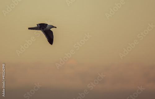 Seagull in Flight at Sunset