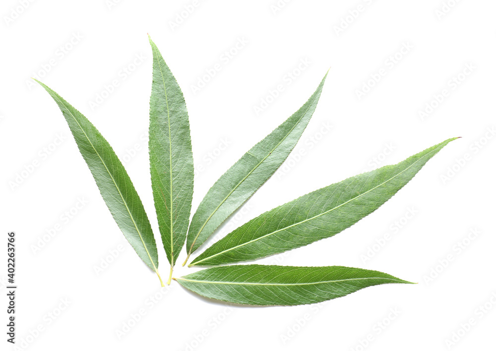 Green osier leaves on white background Green osier leaves on white background