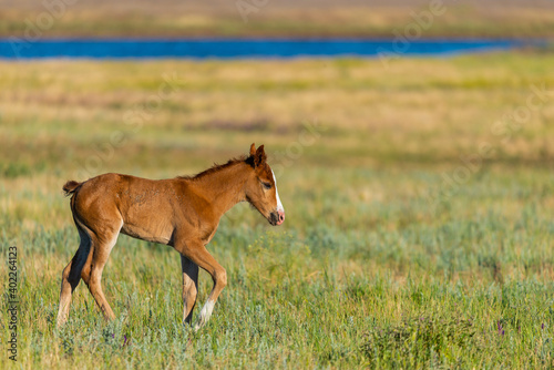 Young wild pretty foal on green meadow