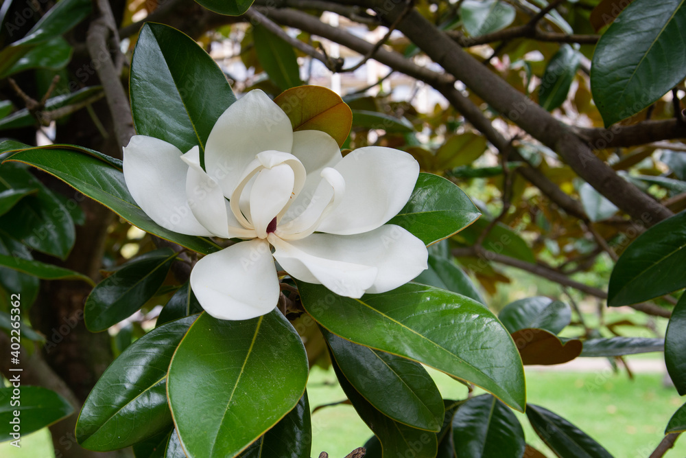 White flower Magnolia on a tree branch