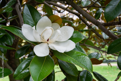 Obraz na płótnie White flower Magnolia on a tree branch w salonie