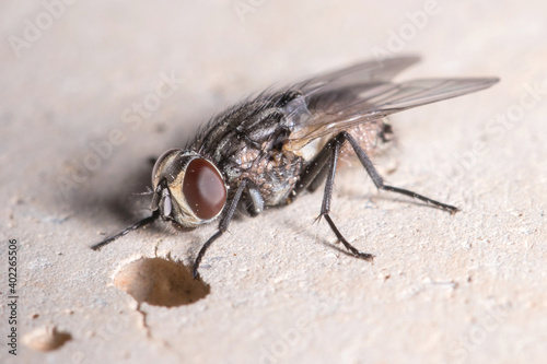 Fly covered in phoretic mites rests in a concrete wall photo