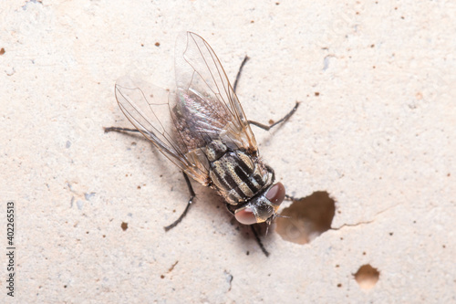 Fly covered in phoretic mites rests in a concrete wall photo