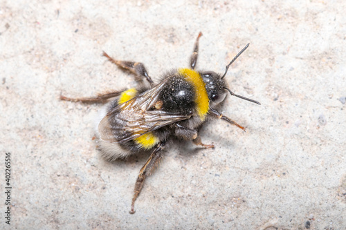 Foto Bombus terrestris bumblebee walking on a concrete wall
