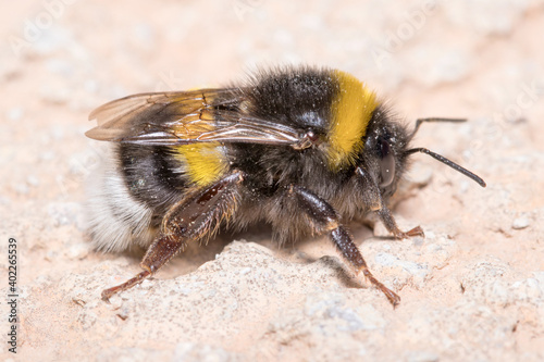 Photo Bombus terrestris bumblebee walking on a concrete wall