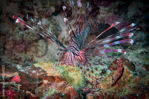 Red lionfish (Pterois volitans) or zebrafish is a venomous coral reef fish near Anilao, Philippines. Underwater photography and travel.