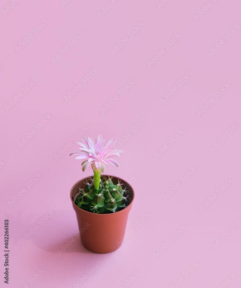 flowering cactus in pot on pink background. Gymnocalycium mihanovichii cactus blossom pink flower. minimal floral concept