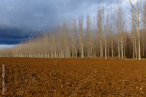 Cultivated land and forestry use of Canadian poplar. Province of León, Spain.