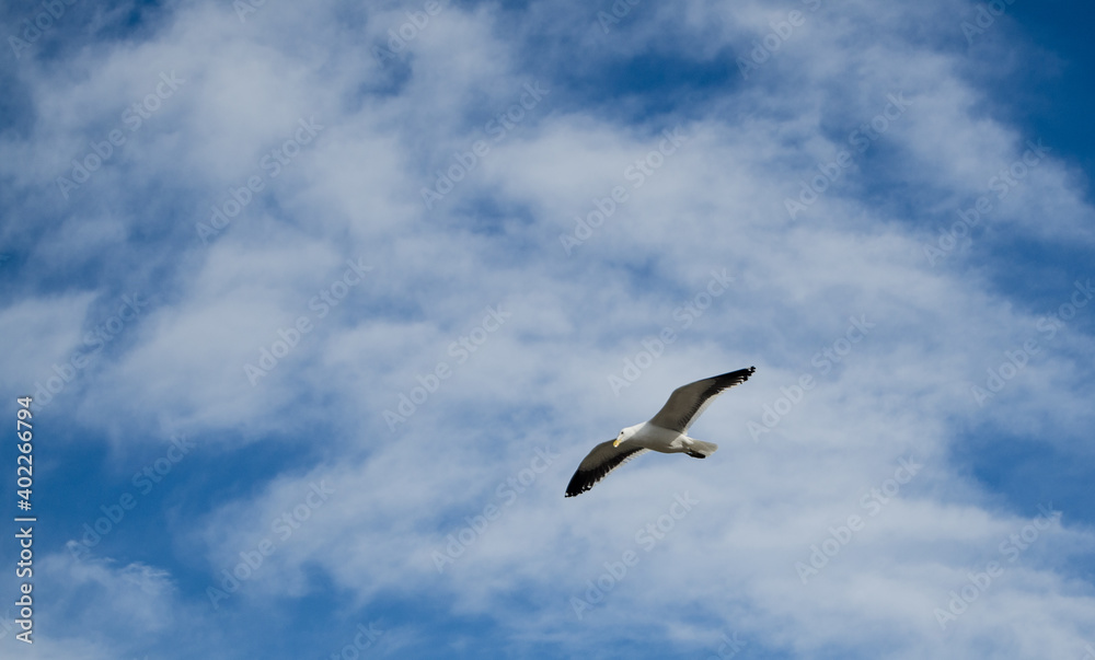 Seagull over the sea