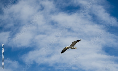 Seagull over the sea