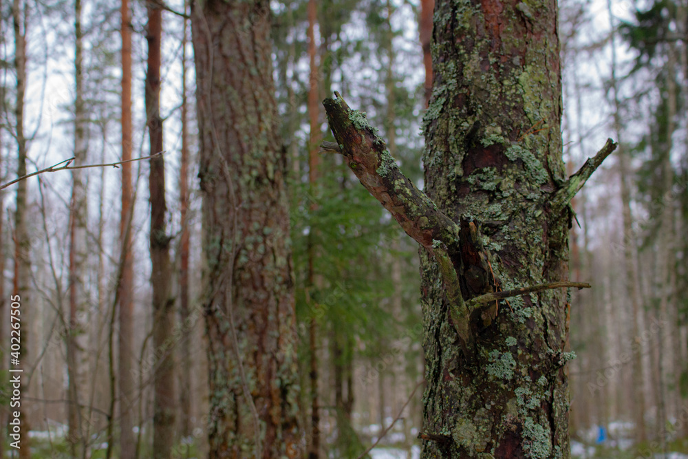 Tree trunk with broken branch in winter snowy forest Tree trunk with broken branch in winter snowy forest