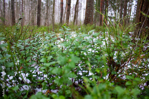 Forest plants covered with frost in winter snowy forest