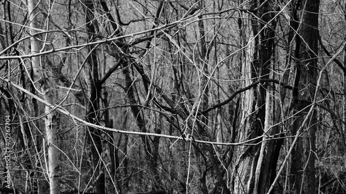 Black and white photos of dense woods with tree and branches