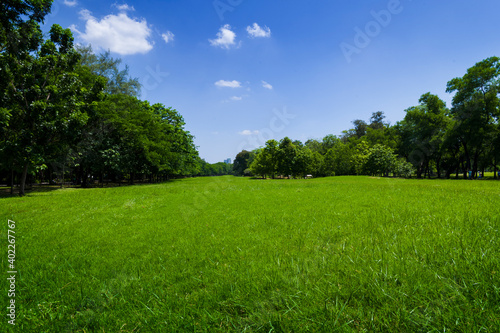 Fototapeta Naklejka Na Ścianę i Meble -  beautiful green grass at park