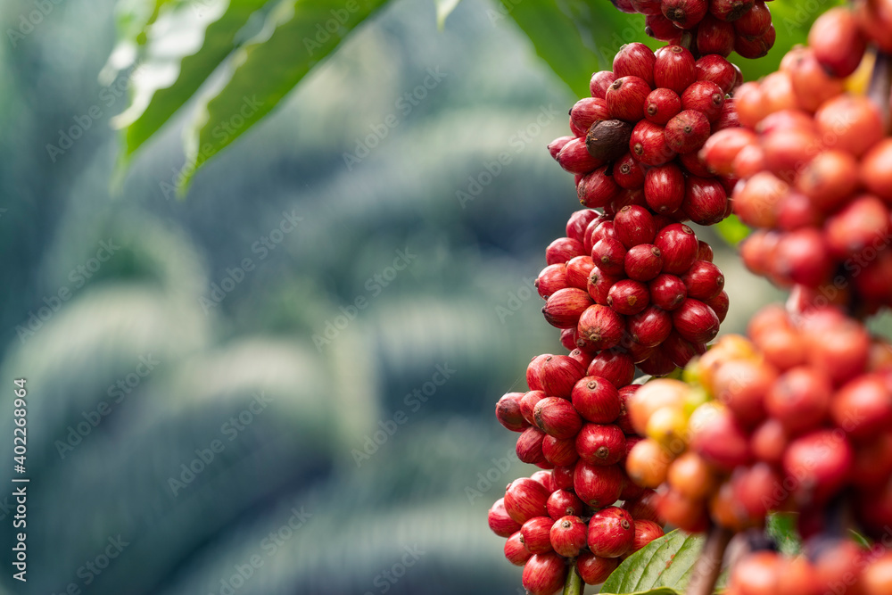 Obraz premium close up of coffee cherries 