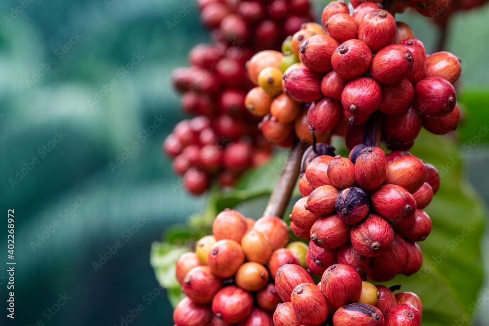 close up of coffee cherries 