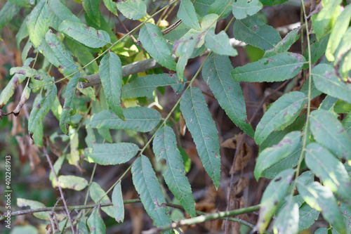 Green pinnately compound lanceolate leaves of Southern Black Walnut  Juglans Californica  Juglandaceae  native monoecious arborescent shrub in Ballona Freshwater Marsh  South California Coast  Autumn.