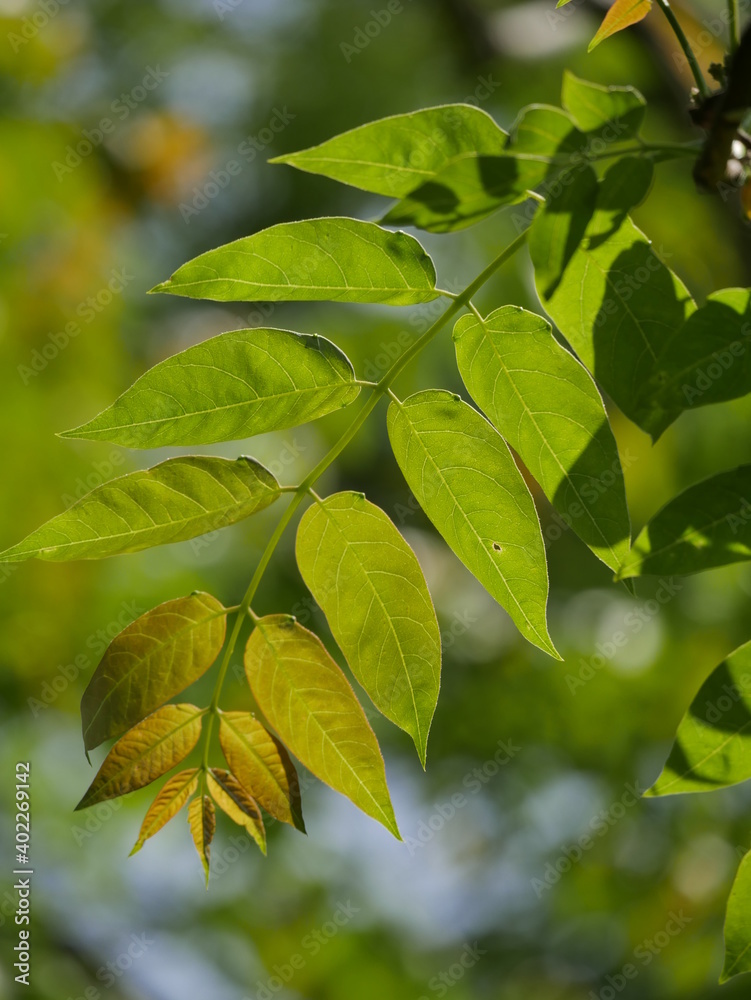 Close up telephoto of green leaves against and foliage blurred background. Close up telephoto of green leaves against and foliage blurred background.