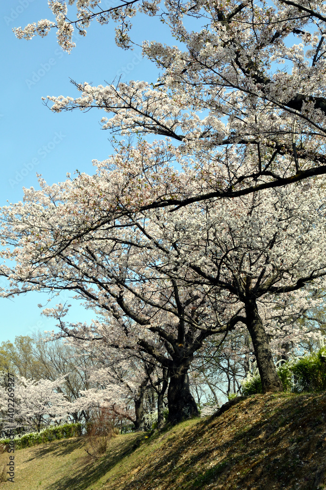 Row of cherry blossom trees under the fine weather Row of cherry blossom trees under the fine weather