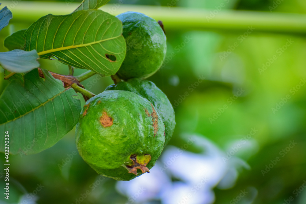 guava fruit with green leaves guava fruit with green leaves