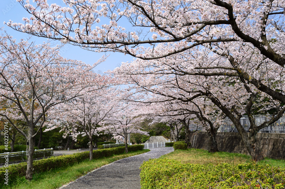The sidewalk where cherry blossoms bloom The sidewalk where cherry blossoms bloom