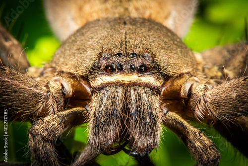 Portraits of a Spider