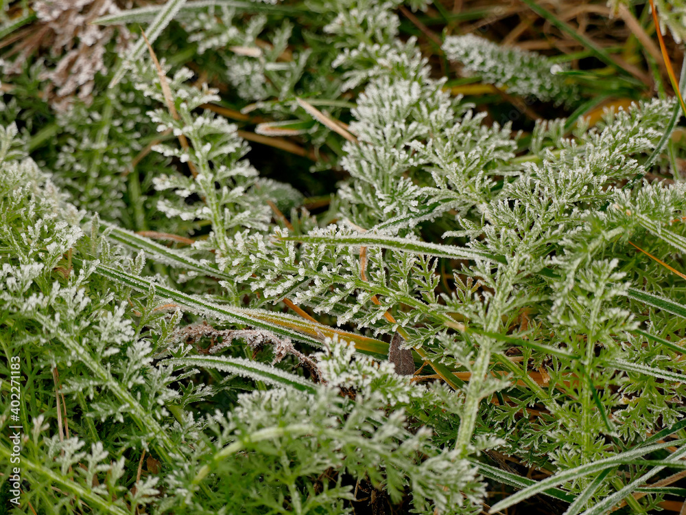 hoarfrost on herbs in winter