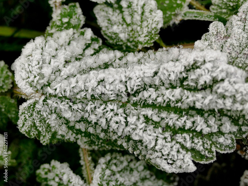 hoarfrost on a leaf in winter