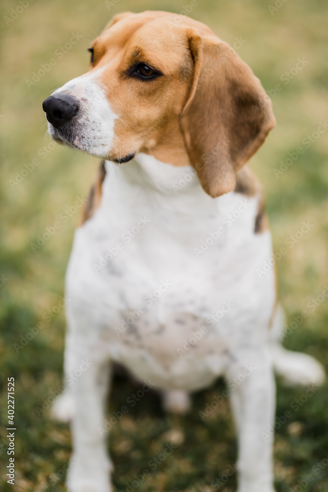 Beagle sentado