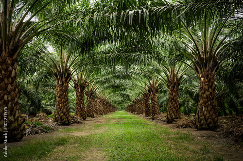 Beautiful row in oil palm plantation