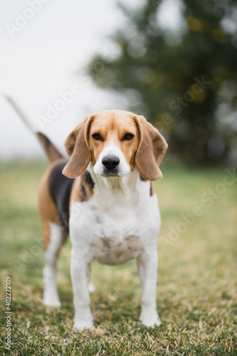 Beagle mirando al frente