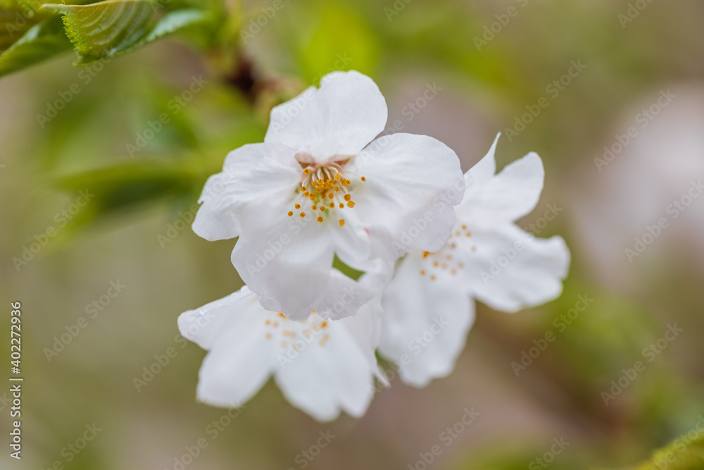 満開の桜、ソメイヨシノ、クローズアップ