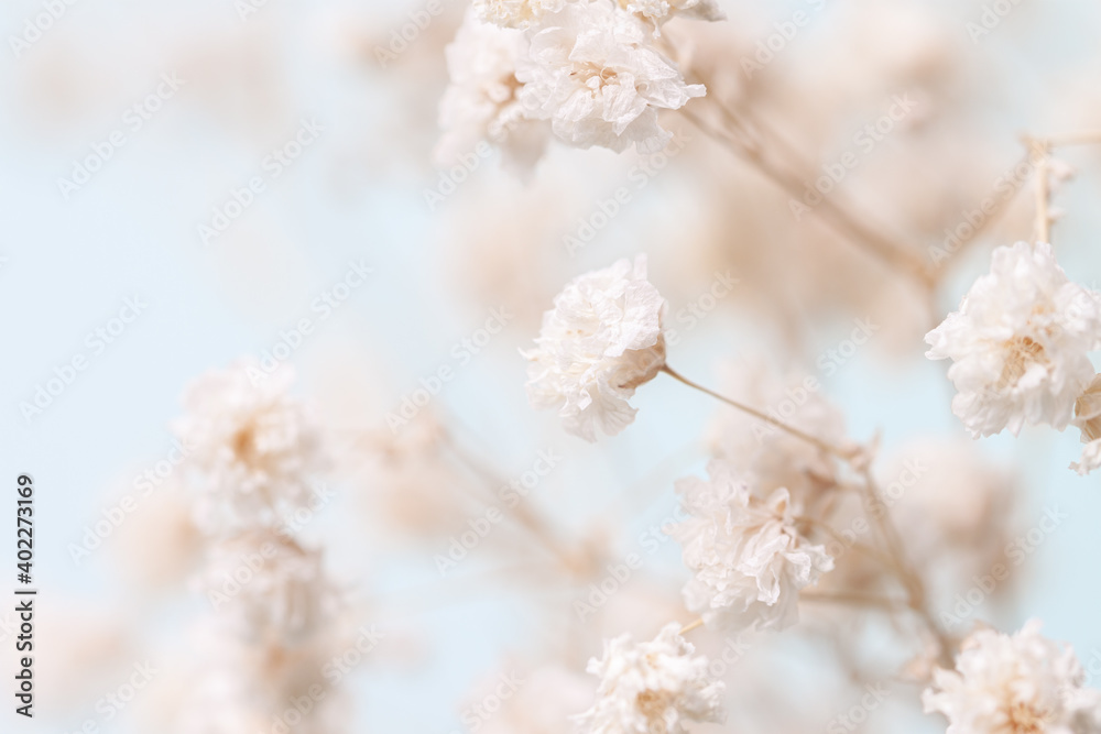 Fototapete mit Gypsophila delicate romantic dry little white flowers with branches wedding lovely bouquet on light blue background macro #402273169