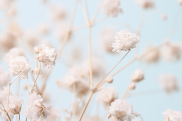 Papier peint photo  Gypsophila delicate romantic dry little white flowers wedding lovely bouquet on light blue background macro  © Tanaly