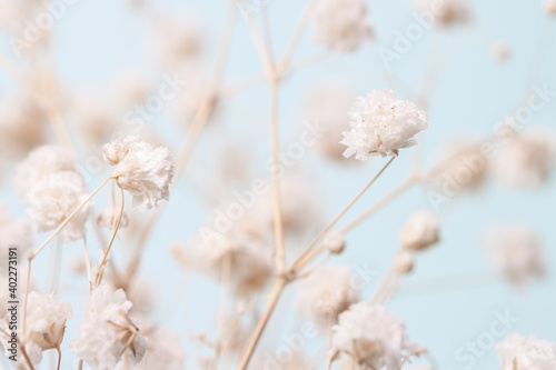 Gypsophila delicate romantic dry little white flowers wedding lovely bouquet on light blue background macro