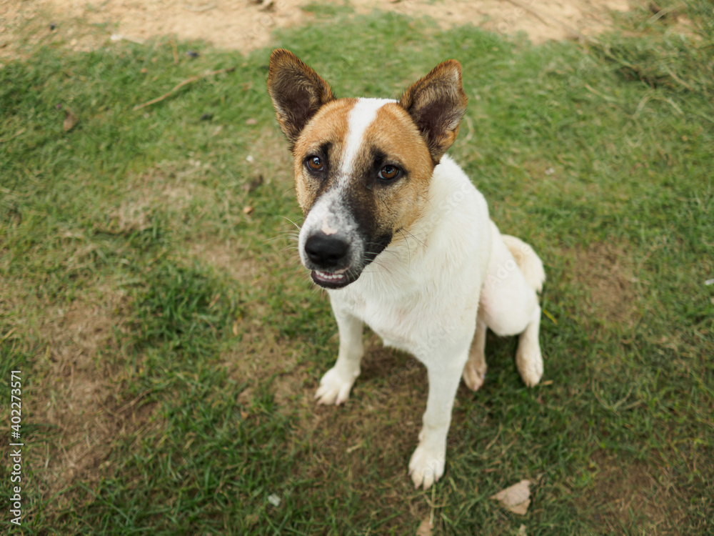 Thai male dog It has white stripes across the center of the head. Sitting forward on the grass