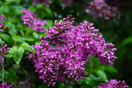 Lilac garden trees under the rain nature spring time with free space text