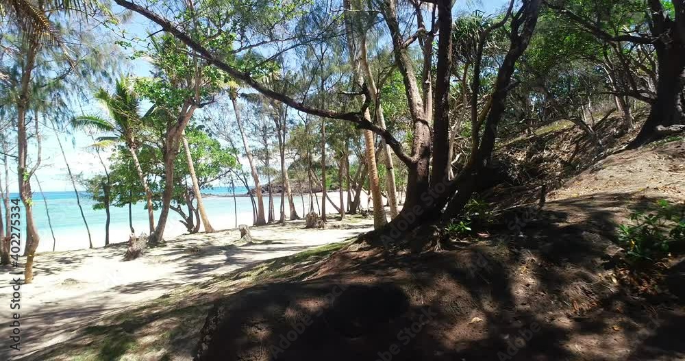 Going Through a Palm Tree Forest in the Fiji Islands Going Through a Palm Tree Forest in the Fiji Islands