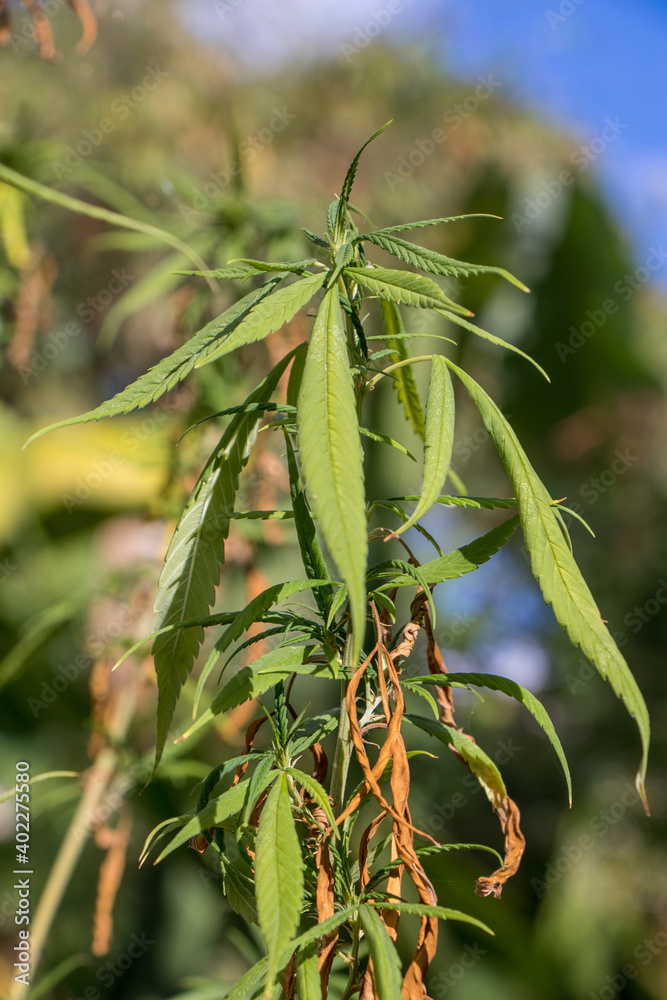 Marijuana plant . Dried out leaves.cannabis leaf grow up in a garden. Marijuana plant . Dried out leaves.cannabis leaf grow up in a garden.