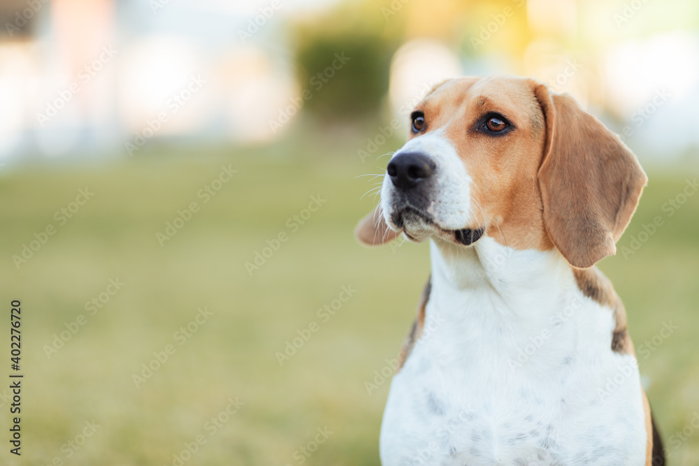 Beagle escuchando un ruido