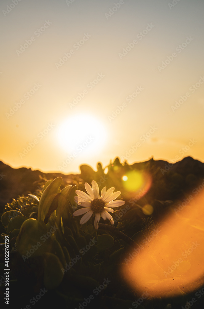 Sunset with flower and lens flare at the sea 
