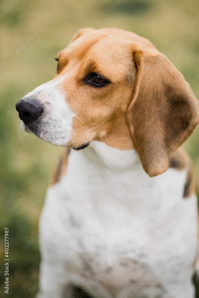 Beagle con mirada fija 
