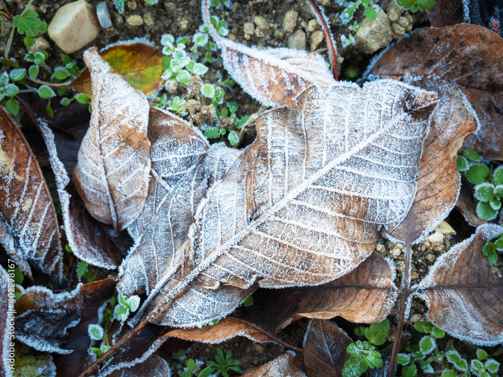 Brown leaves with frost on them in winter Brown leaves with frost on them in winter