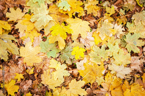 Yellow leaves in autumn on the ground in a forest