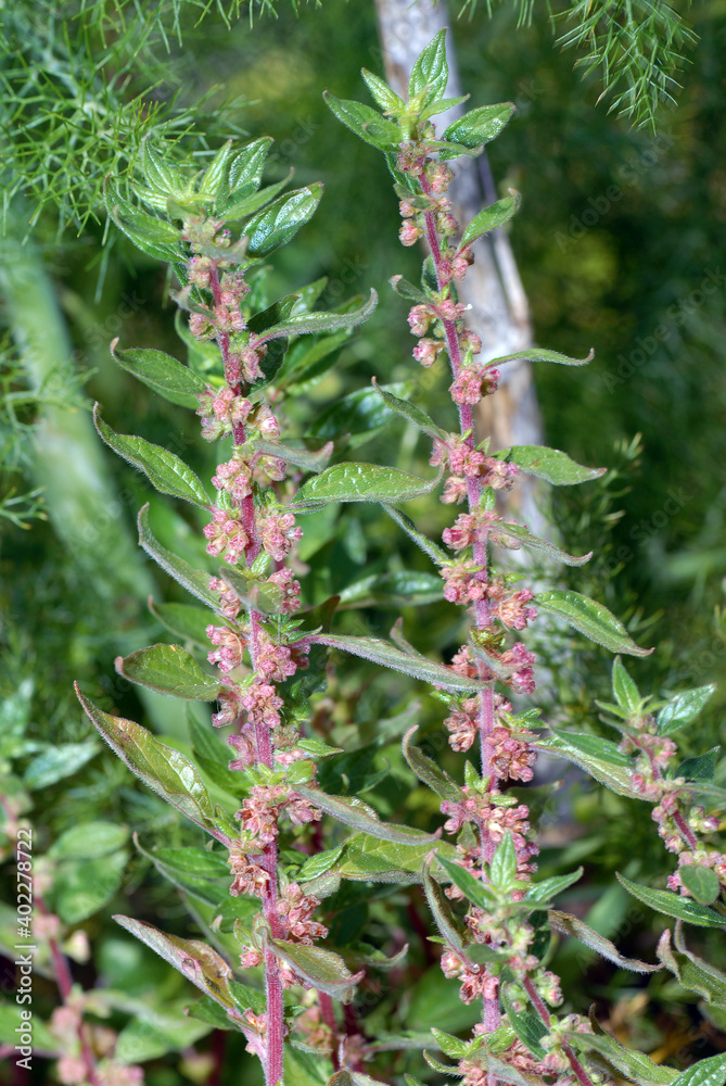 Erbe meiche, Vetriola minore, erba vetriola, Parietaria diffusa