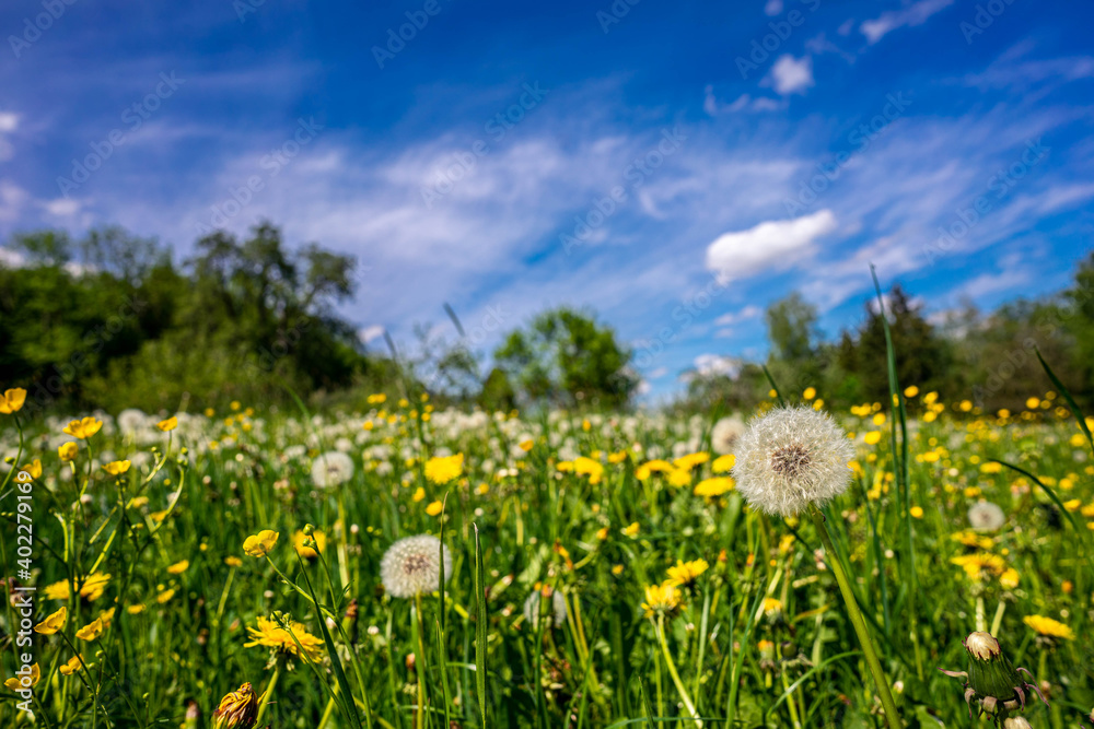 Fototapeta premium Blumenwiese