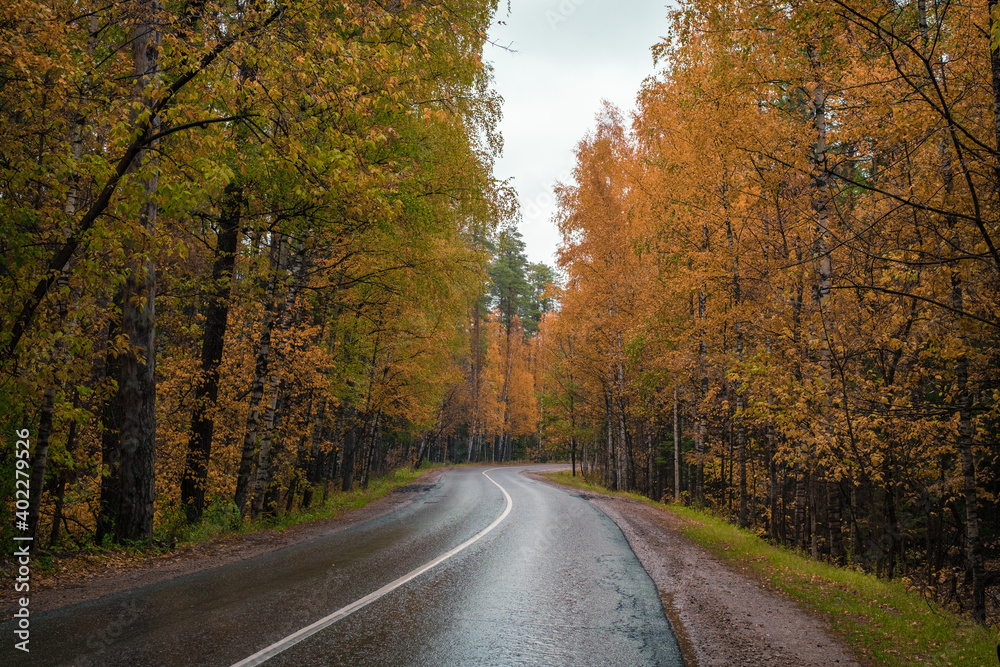 Obraz premium autumn in the forest