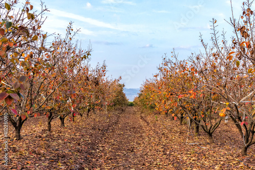 Rows of persimmon trees in autumn orchard with colorful leaves on branches