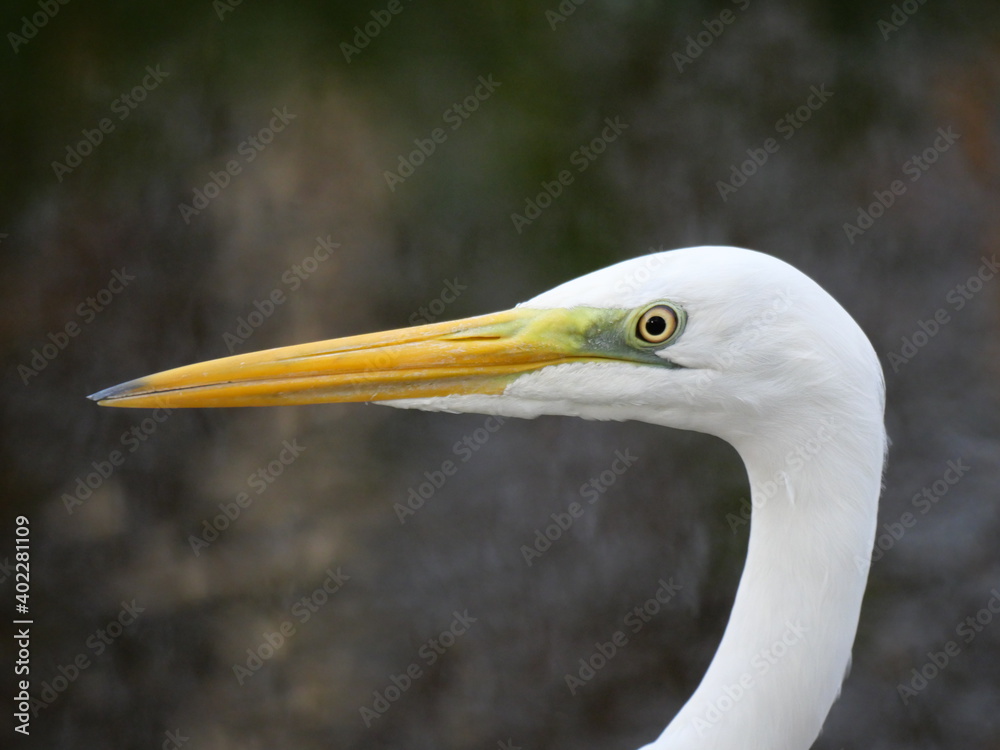 White Egret close up White Egret close up